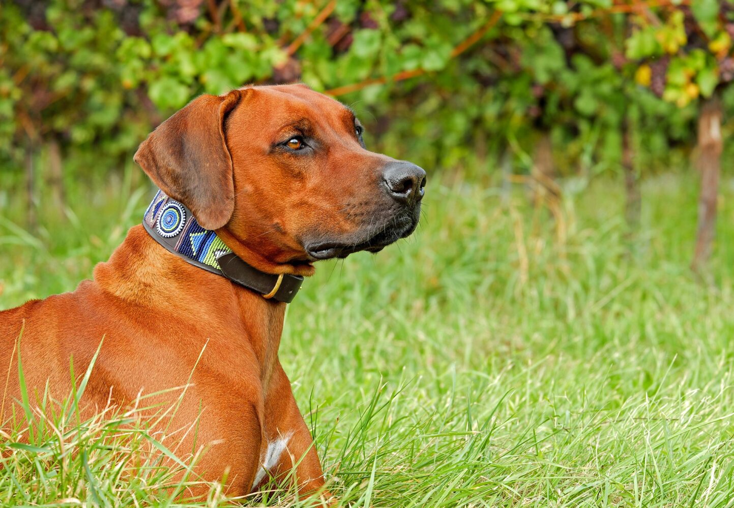 Collar Sores in Dogs: A Comprehensive Guide on How to Treat and Prevent Neck Irritation in Your Dog