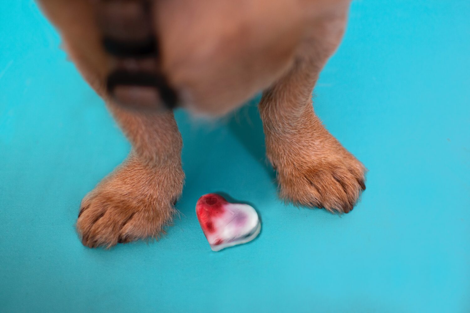 Stepping in the Right Direction: Fixing Your Dog’s East-West Feet for Better Mobility