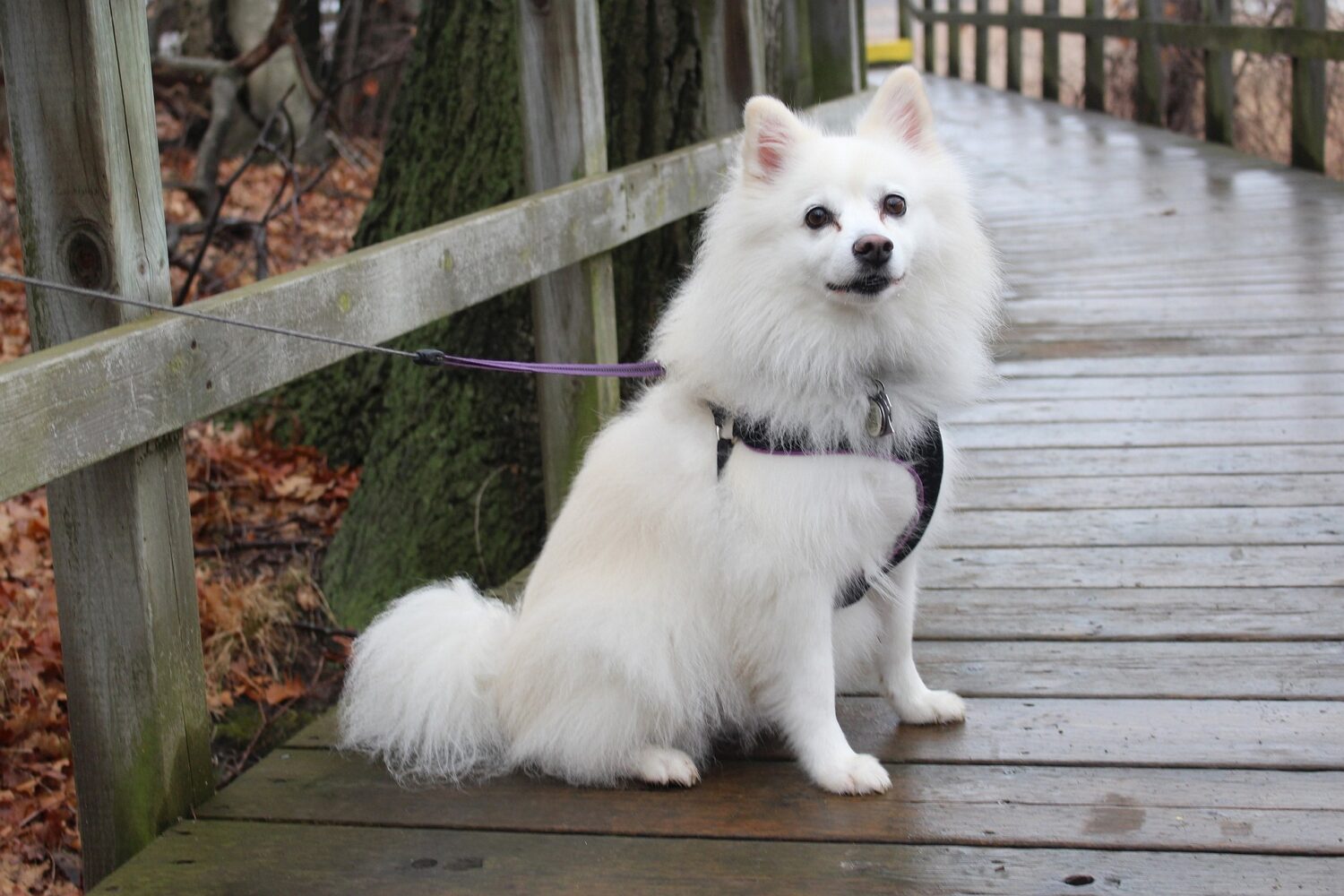The American Eskimo Dog: A Fluffy and Lively Companion with a Fascinating History