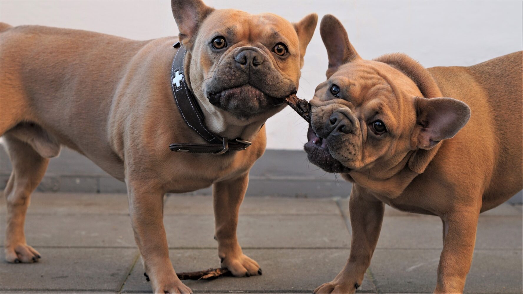The French Bulldog: A Charming and Lovable Companion with a Big Personality