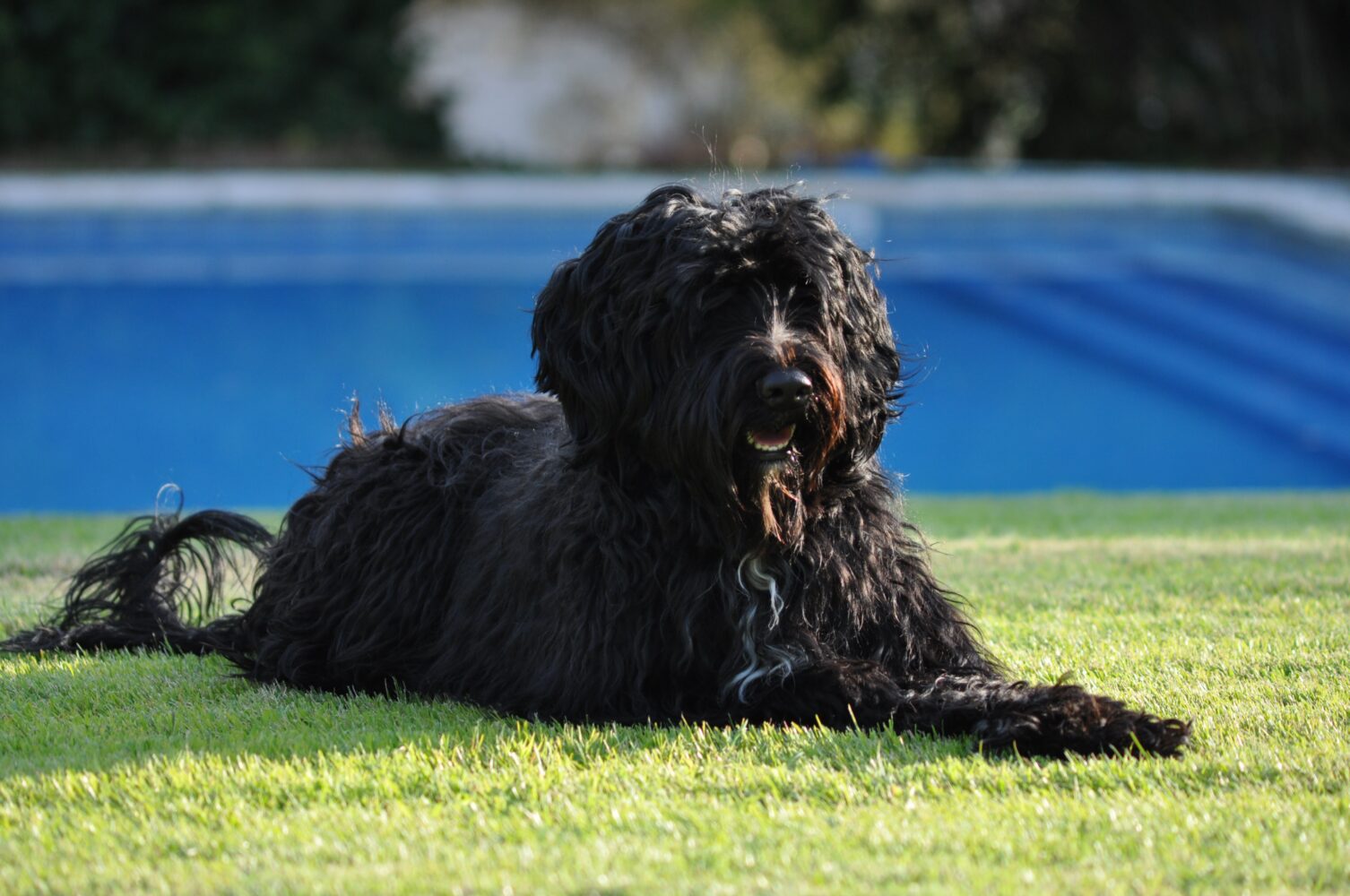 Portuguese Water Dog: Energetic and Loyal Breed