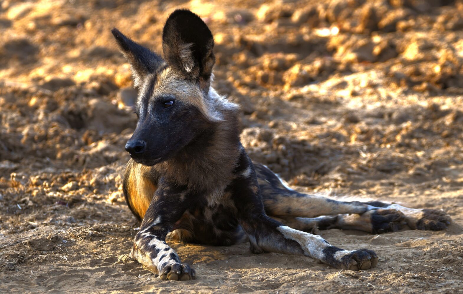 The African Wild Dog: Discovering the Unique Social Behavior and Hunting Strategies