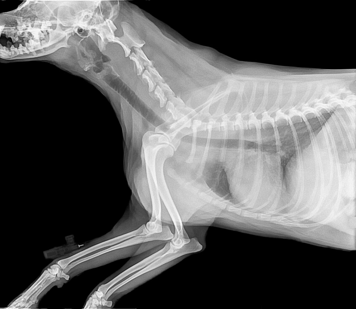 Puppy Anatomy 101: How Many Bones Do Dogs Have in Their Body?