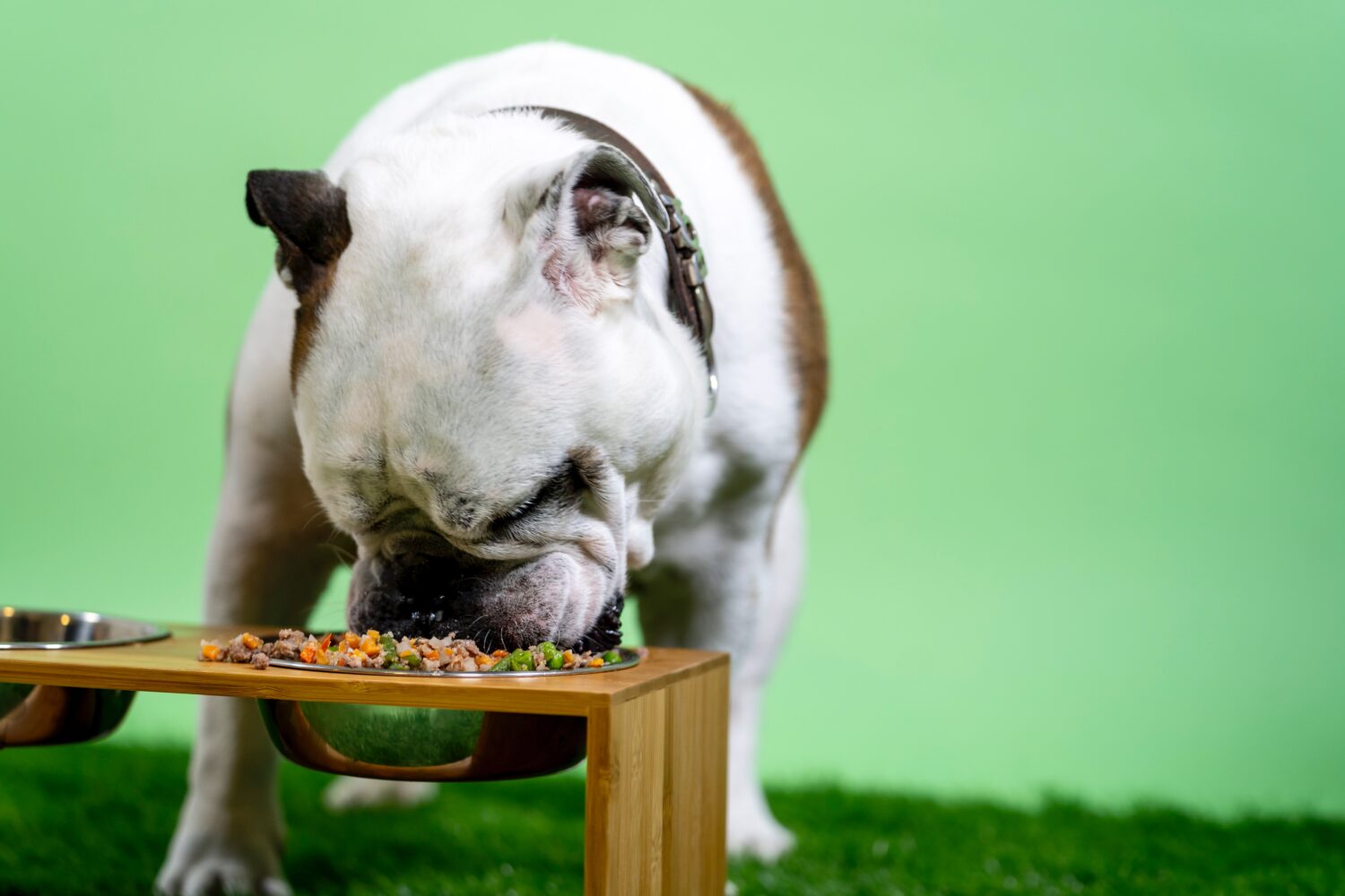 Can Dogs Eat Vegetables? Separating Fact from Fiction When It Comes to Feeding Your Pup
