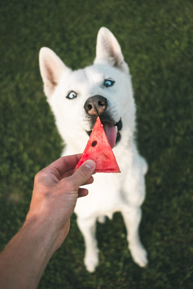 Can Dogs Eat Fruits? Myths and the Truth about Feeding Fruits to Your Furry Friend