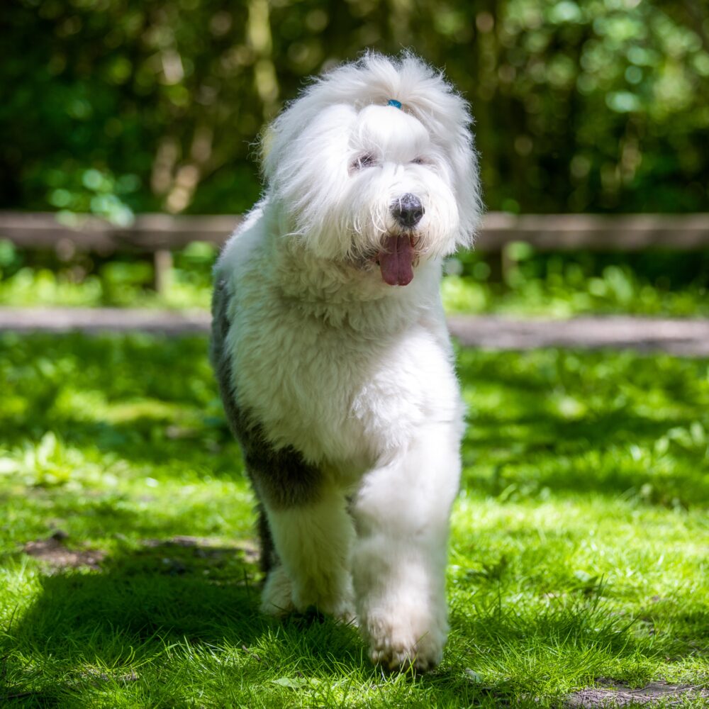 Sheep Dog: Loyal and Hardworking Canines that Help Tend Flocks