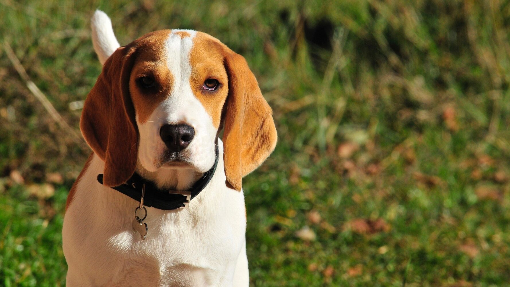 The Beagle Dog: An Adorable Hound with a Nose for Adventure and a Heart of Gold