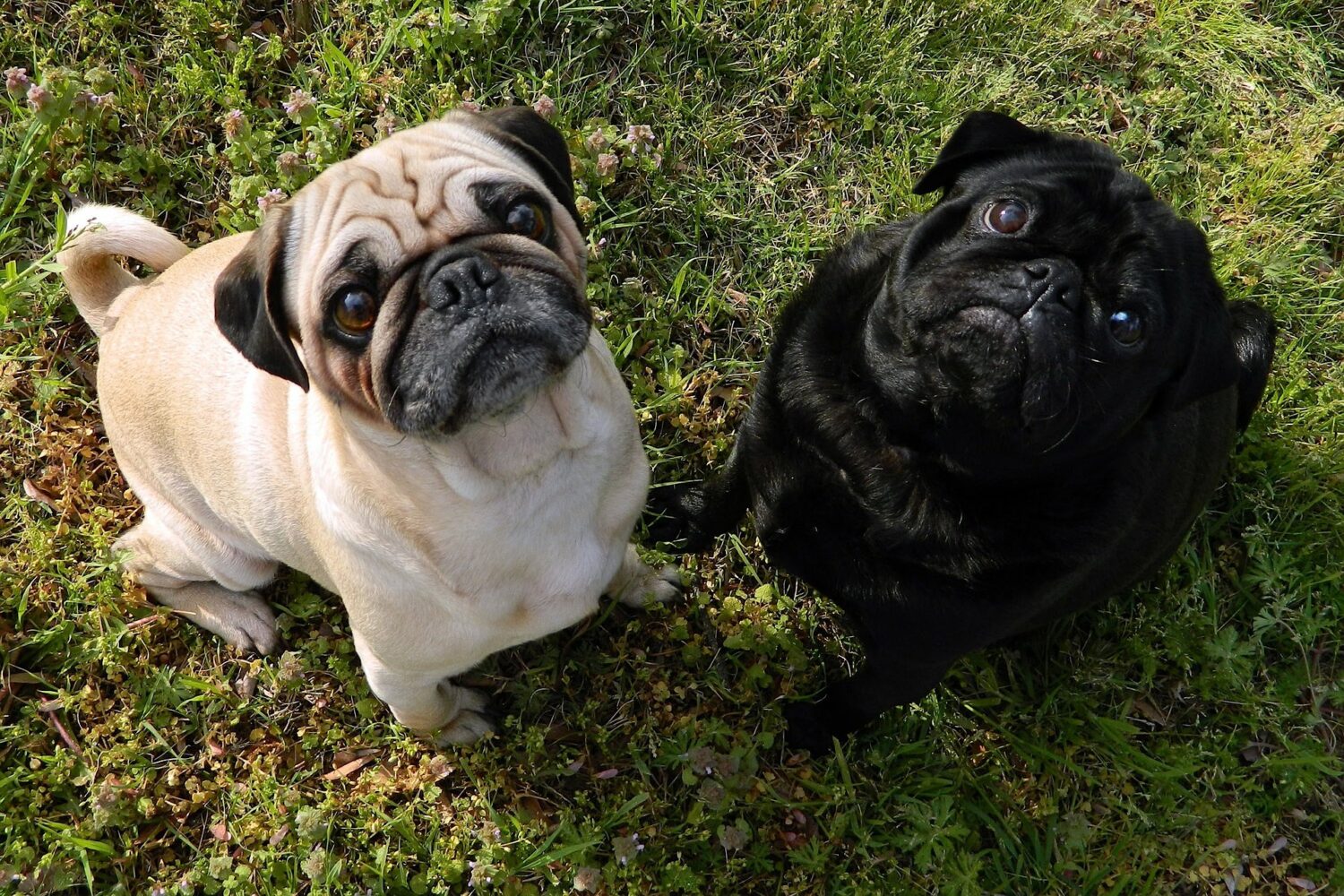 The Adorable Pug: A Guide to Everything You Need to Know About This Popular Breed